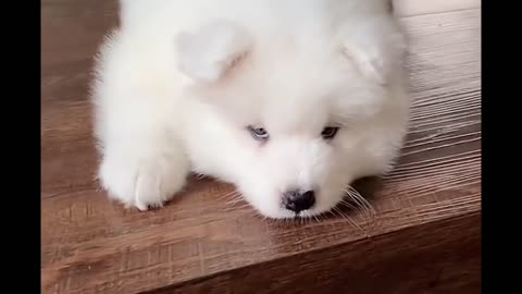 超可爱超治愈的小狗，你不喜欢嘛5