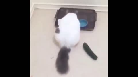 OMG cucumber !!!