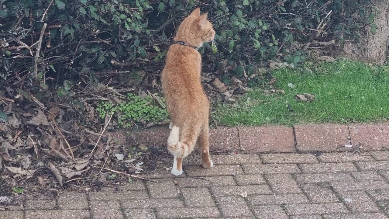 Beautiful Nice Cat In Great Britain.