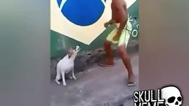 dog dancing in Brazil very funny