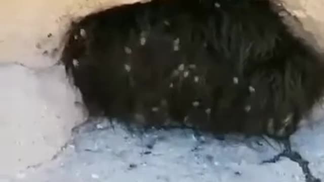 Is that fur?