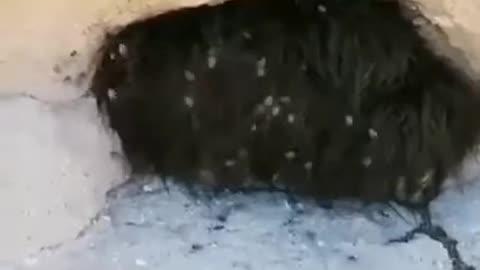 Is that fur?