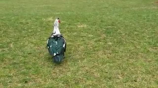 2 Moscovys and a Chick Episode 14: Daisy Brooding & Jake Photobombing