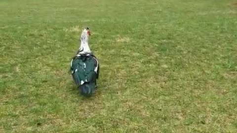 2 Moscovys and a Chick Episode 14: Daisy Brooding & Jake Photobombing