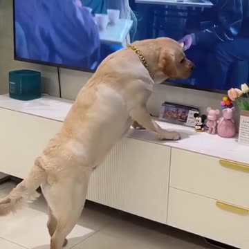 When your dog think that the TV will feed them