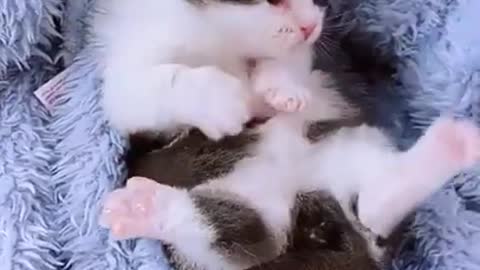 Baby cute cat sleeping and playing