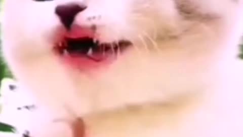 Funny Cats 🤣🤣🤣🤣😂😂😂