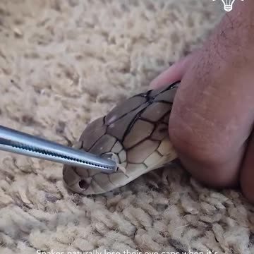 Removing stuck eye caps on a snake