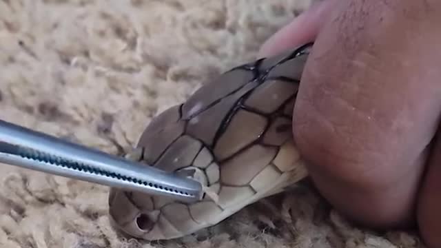 Removing stuck eye caps on a snake