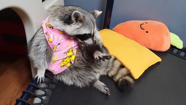 Raccoon wears baby pajamas and prepares to sleep by washing his face.