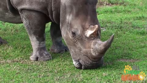 Animals For Kids - RHINOCEROS