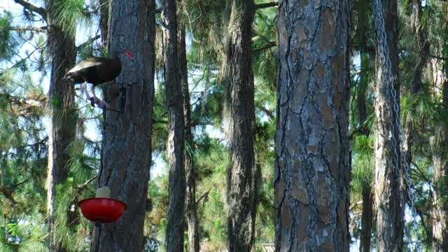 Silly Duck Guarding Squirrel Feeder