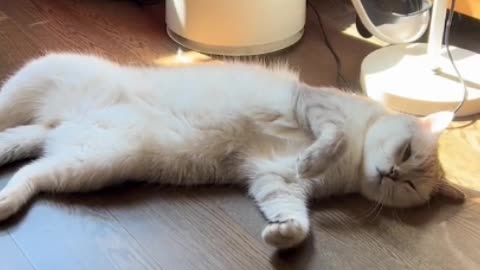 The little cat's hair is shiny