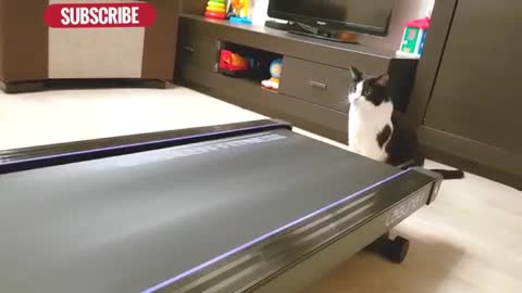 Cat practice running for participating in Olympic