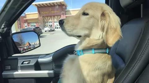 Funniest Cats And Dogs Videos 😁