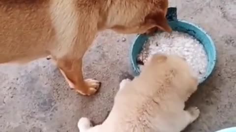 The little dog was taught a lesson by his father.
