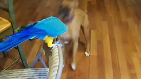 Macaw tells Boxer dont bite