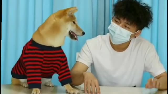 EXPERT DOG
