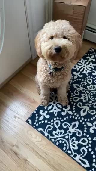 Goldendoodle is so bossy!