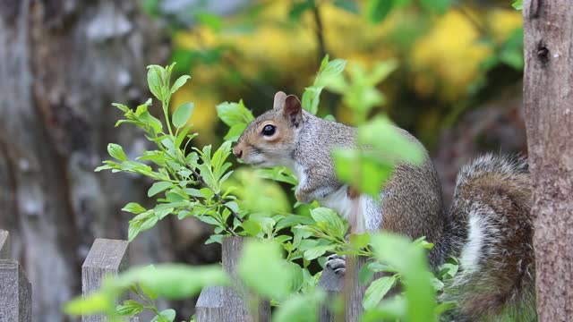 Cute squirrel on a wood ! Look what he just did !!!