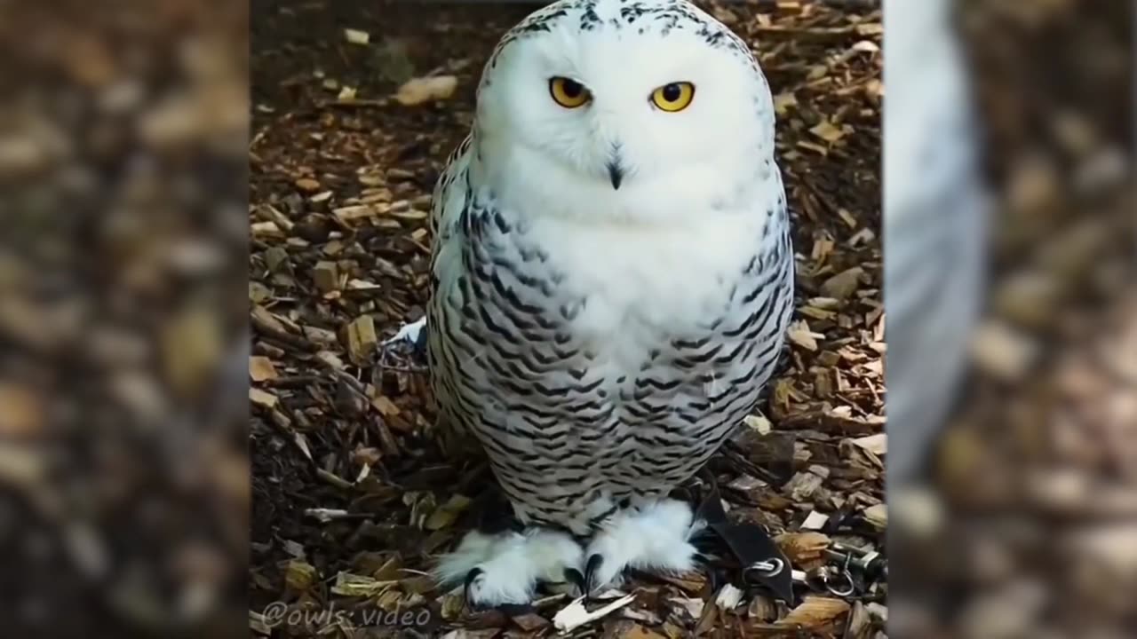 FUNNY ANIMALS