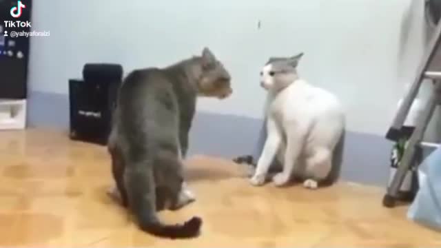 Cats kungfu fighting