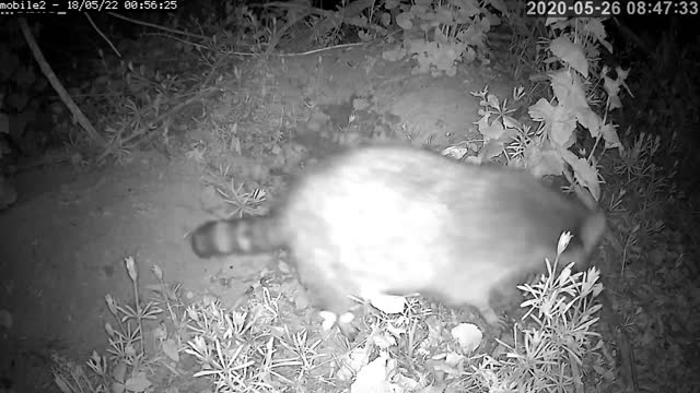 Critter Camera over a bunny hole.