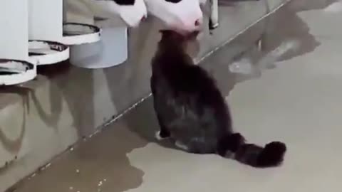 Animal Moment - Cat & Cow