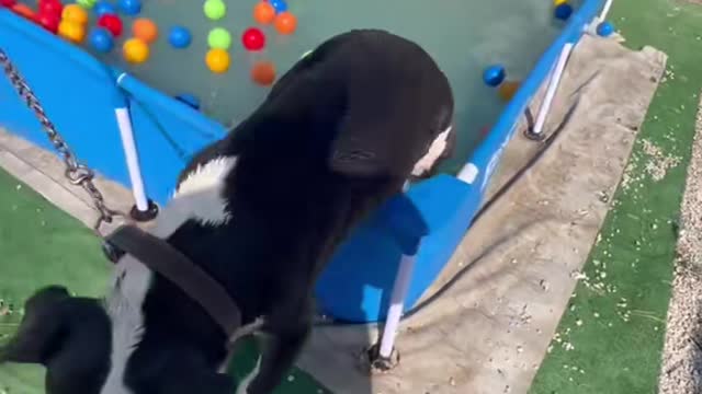 Pitbullar yasaklanmalı sevmekten ısırasımız geliyor 😅 terk edenlere inat onları mutlu ediyorum