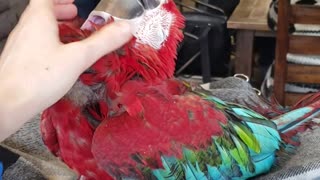 Parrot in Coffee Shop