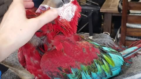 Parrot in Coffee Shop