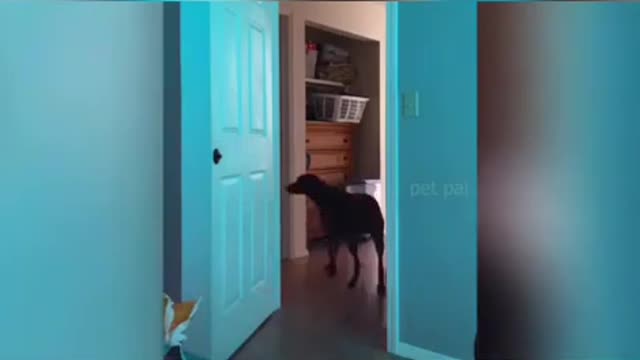 Funny Animals - You Can't Stop laughing