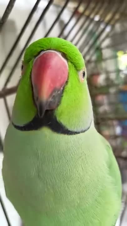 ye mithu talking parrot cute ❤️