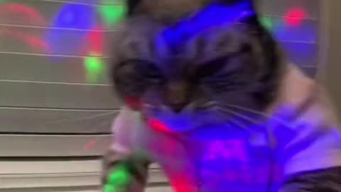 Funny cat