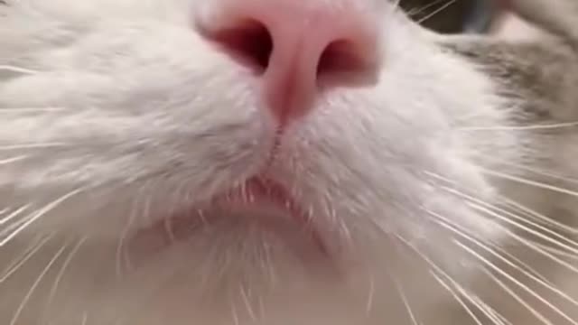 Aww Cute Cats Videos catmeow Funny Animals Compilation Try Not To Laugh Challenge MV30 shorts