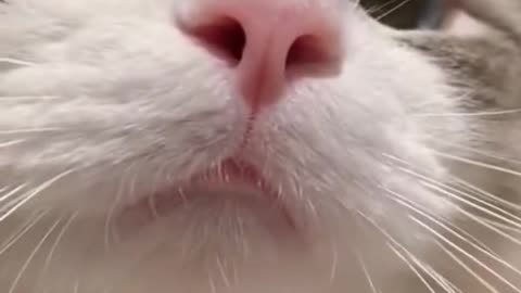 Aww Cute Cats Videos catmeow Funny Animals Compilation Try Not To Laugh Challenge MV30 shorts