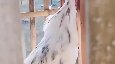 as the price of meat goes up, the rooster doesn’t know whether to cry or laugh