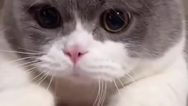 Funny Cats and Kittens Meowing Cute Cat TikTok Funniest Cats Videos Baby Cats 96 _fun _shorts _cat