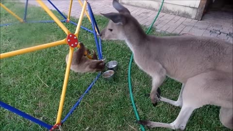 FunnyAnimalVids2024 - Funny Baby Sloths Being Sloths - FUNNIEST Compilation