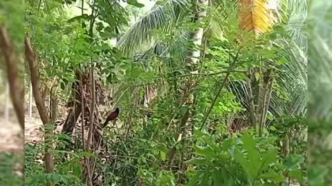 Aware of this Bird?🧐