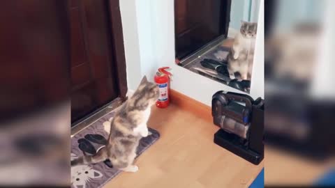 very fun cat video