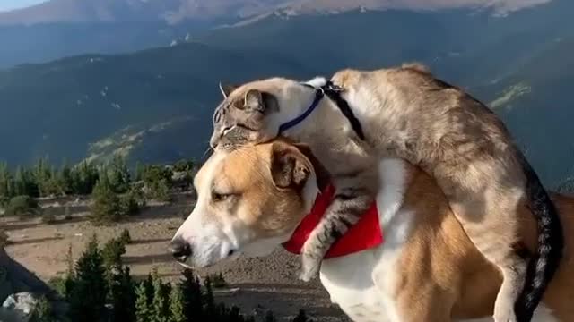 Good friends are hard to find.