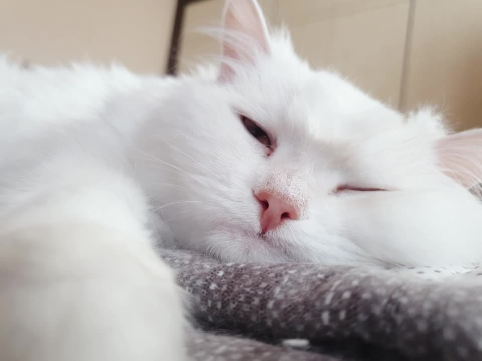 Drowsy cat