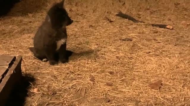 Black puppy and white puppy