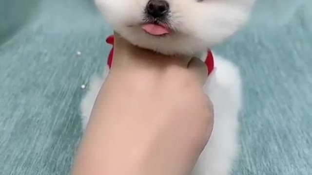 Cute and lovely Puppy playing