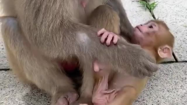 Lovely baby monkey 6