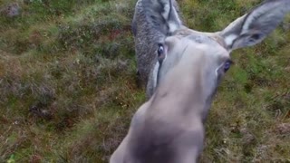 Moose gets curious about drone in Norway