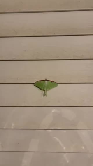 Super Moth I have never seen one like this!