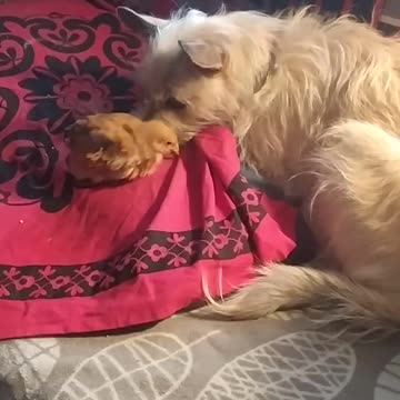 Luna and Goldi, this will make you laugh!