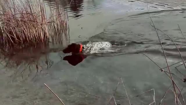 Wait! I just wanted a kiss! I didn't want to bite you and take you back to my human